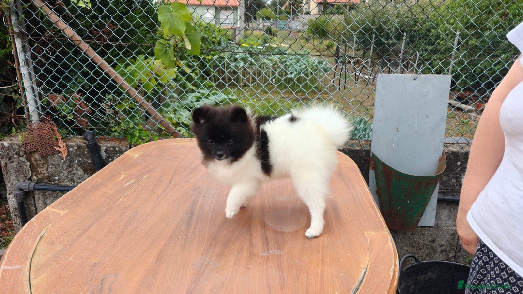 Pomerania perros en venta: Se venden dos femias Lulu de pomerania  - Imagen 7
