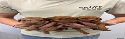 Caniche Toy perros en venta: Cachorros Caniche Toy 1.400€  - Anuncio 6