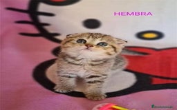 Británico de Pelo Corto gatos en venta: British scottish Brown en Madrid - Imagen 4
