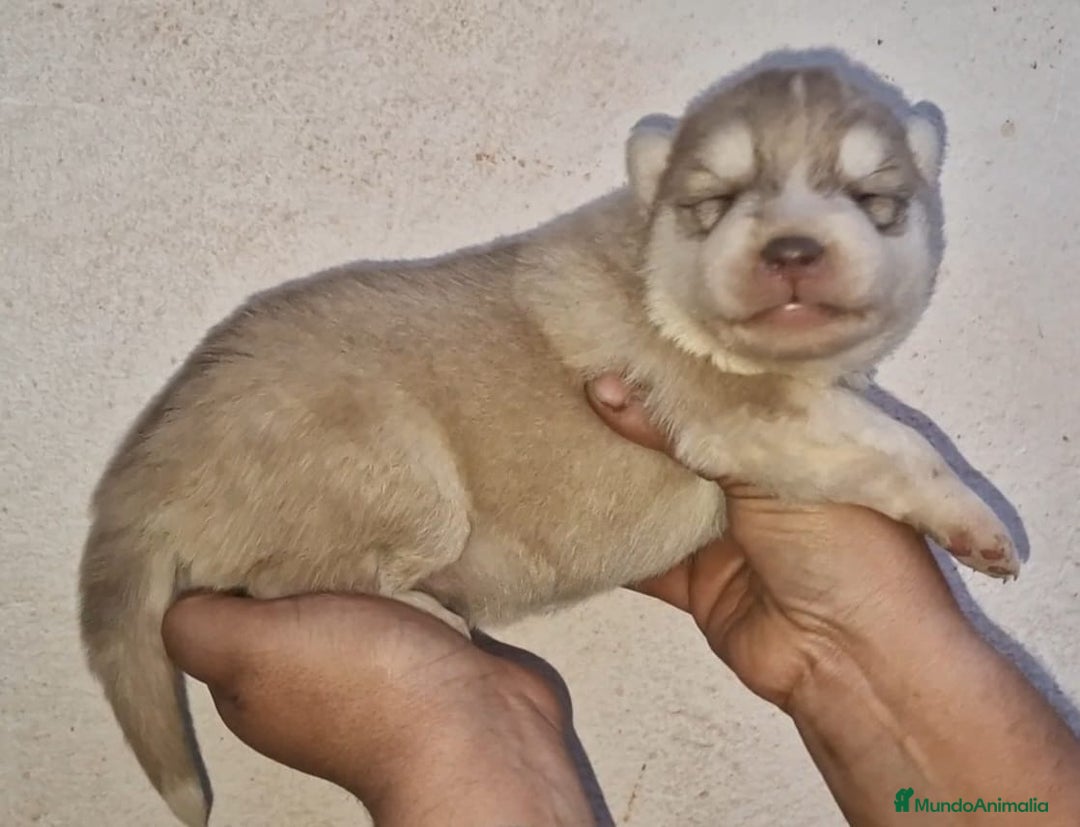 Husky Siberiano perros en venta: cachorros de husky siberiano - Imagen 11