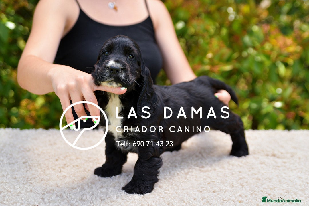 Cocker Spaniel Inglés perros en venta: Cachorros de cocker spaniel inglés disponibles.  - Imagen 3