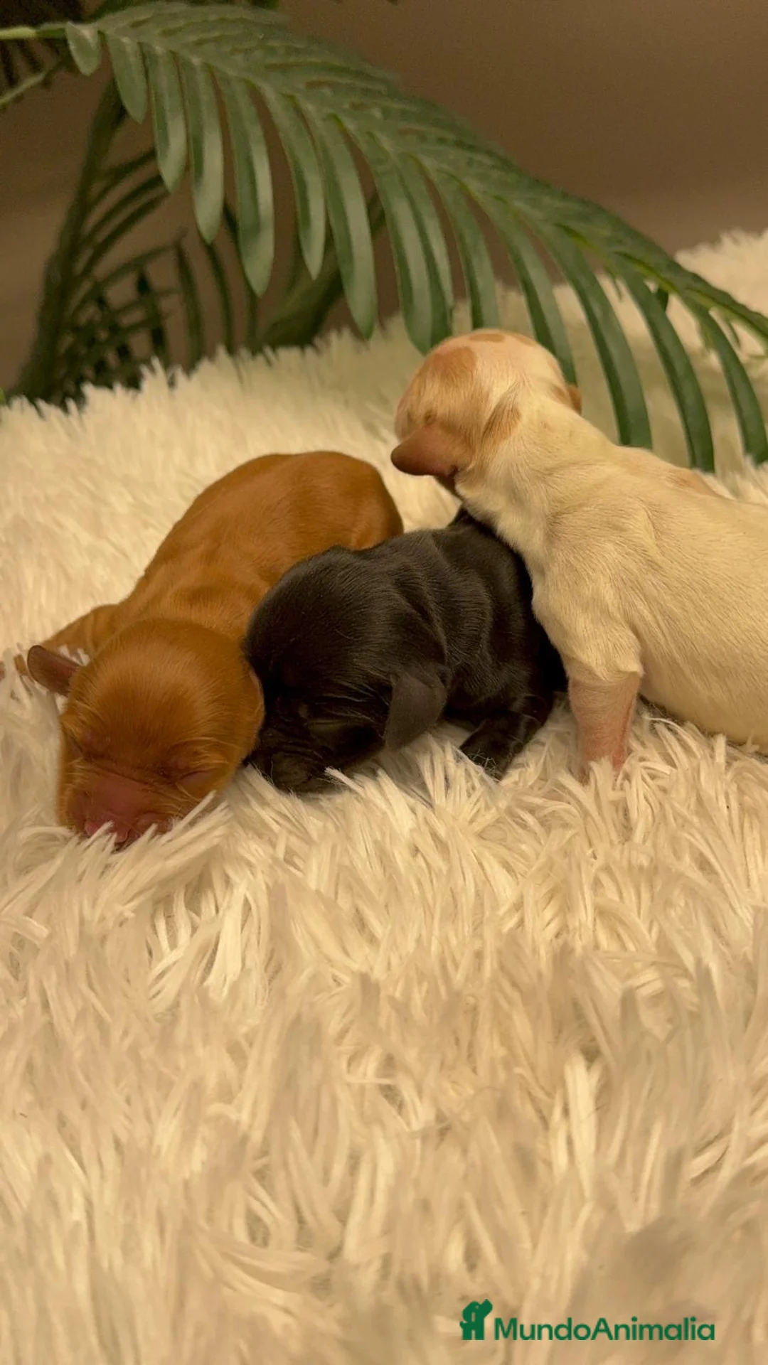 Cocker Spaniel Inglés perros en venta: COCKER SPANIEL INGLES - Anuncio 9