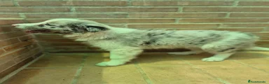 Border collie blue merle macho
