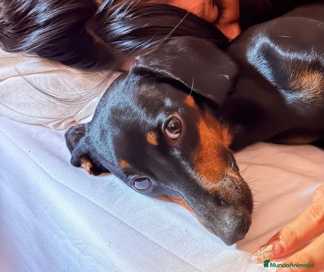 Teckel Miniatura perros en adopcion: Adopción de Akira  en Madrid - Anuncio 2