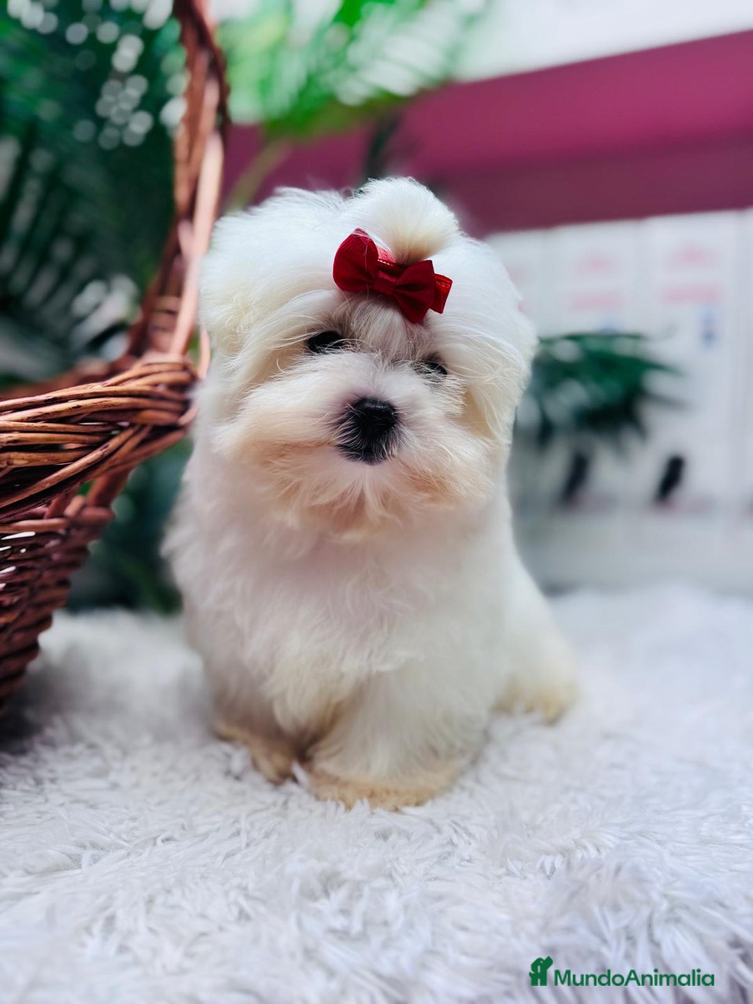 Bichón Maltés perros en venta: BICHON MALTES HEMBRA - Anuncio 2