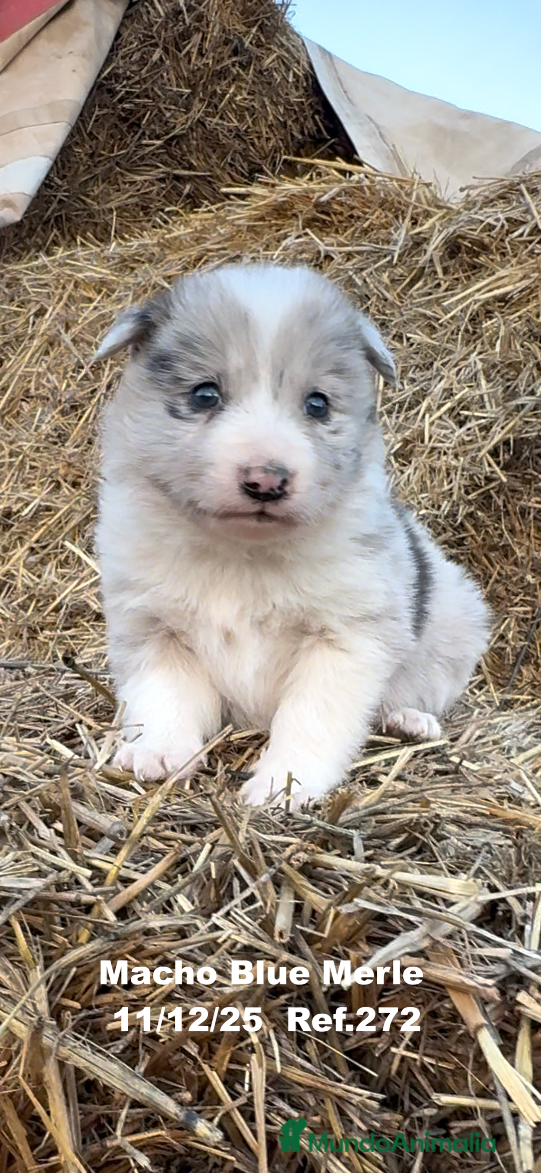 Border Collie perros en venta: Border Collie - Anuncio 13