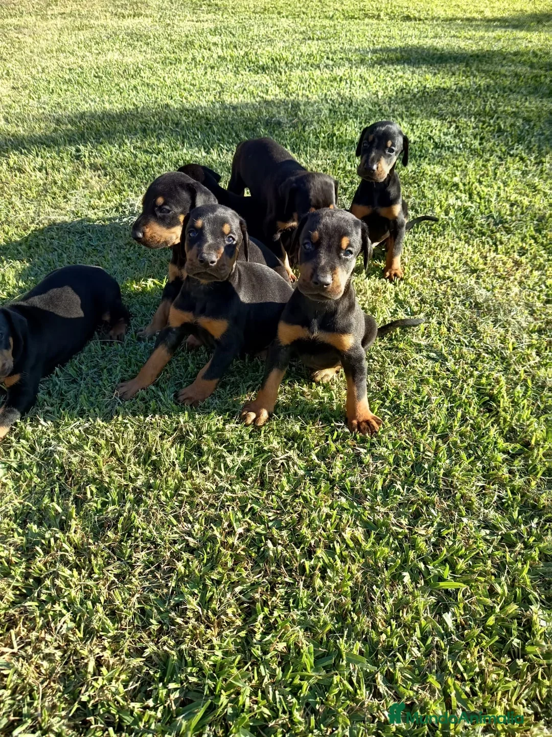 Dobermann perros en venta: Camada de dóberman negro fuego - Anuncio 2