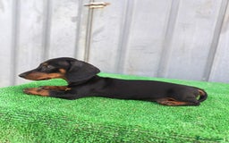 Teckel Miniatura perros en venta: Cachorros teckel mini - Imagen 6