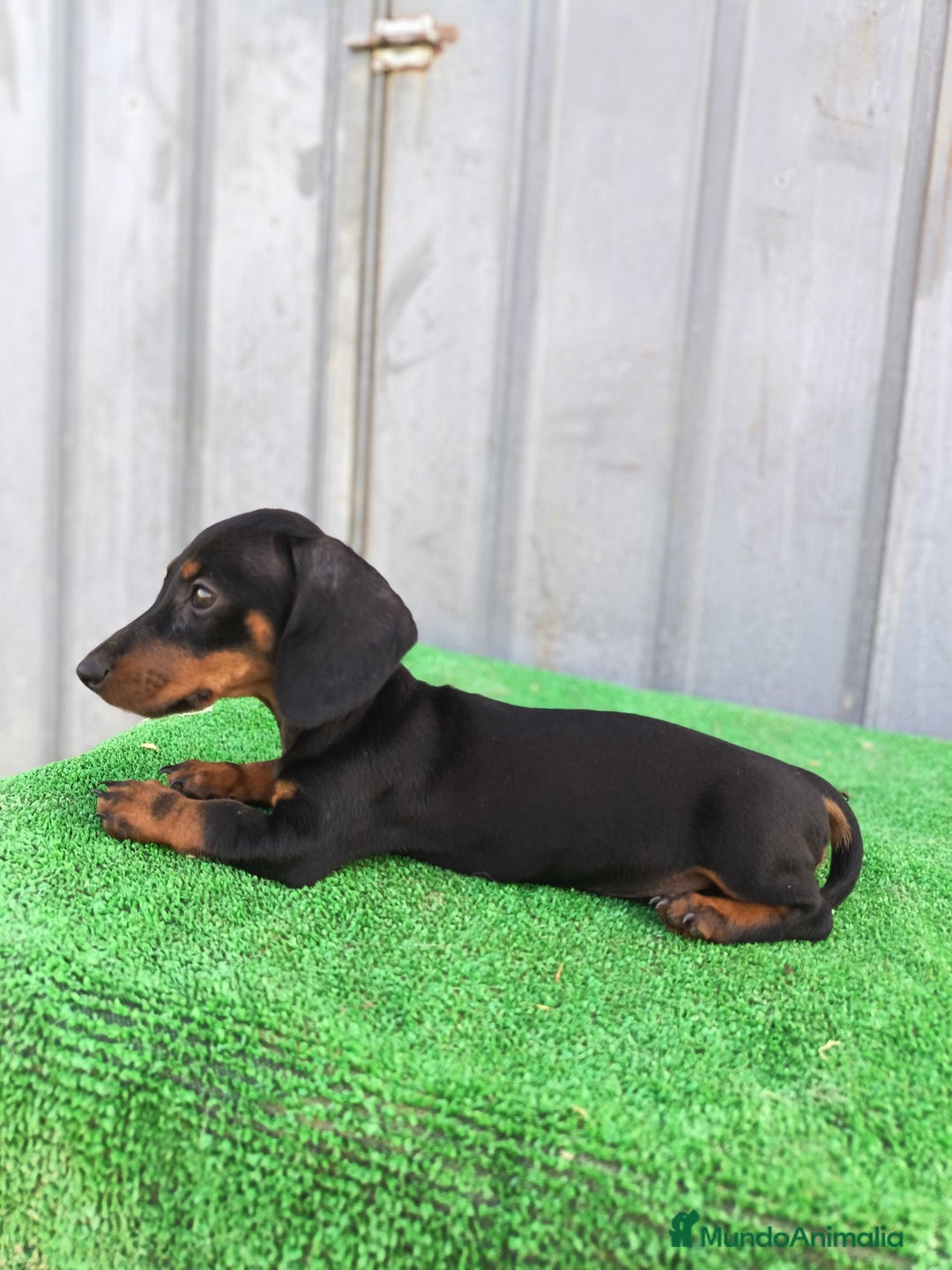 Teckel Miniatura perros en venta: Cachorros teckel mini - Imagen 6
