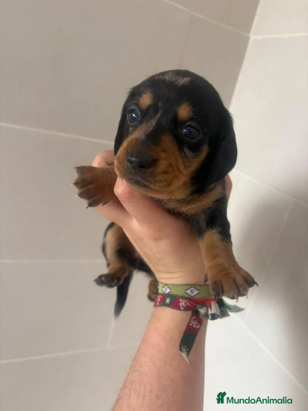 Teckel Miniatura perros en venta: Disponibles teckel colores espectaculares 🐾🐶 - Anuncio 2