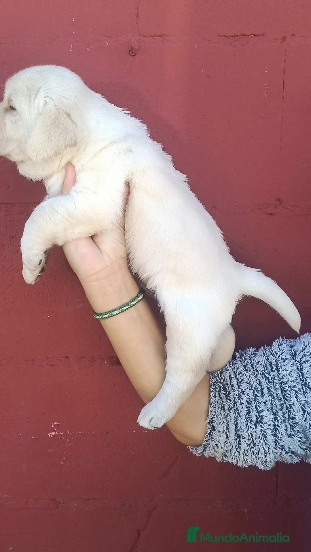 Labrador Retriever perros en venta: Labrador retriever dorado  - Anuncio 5