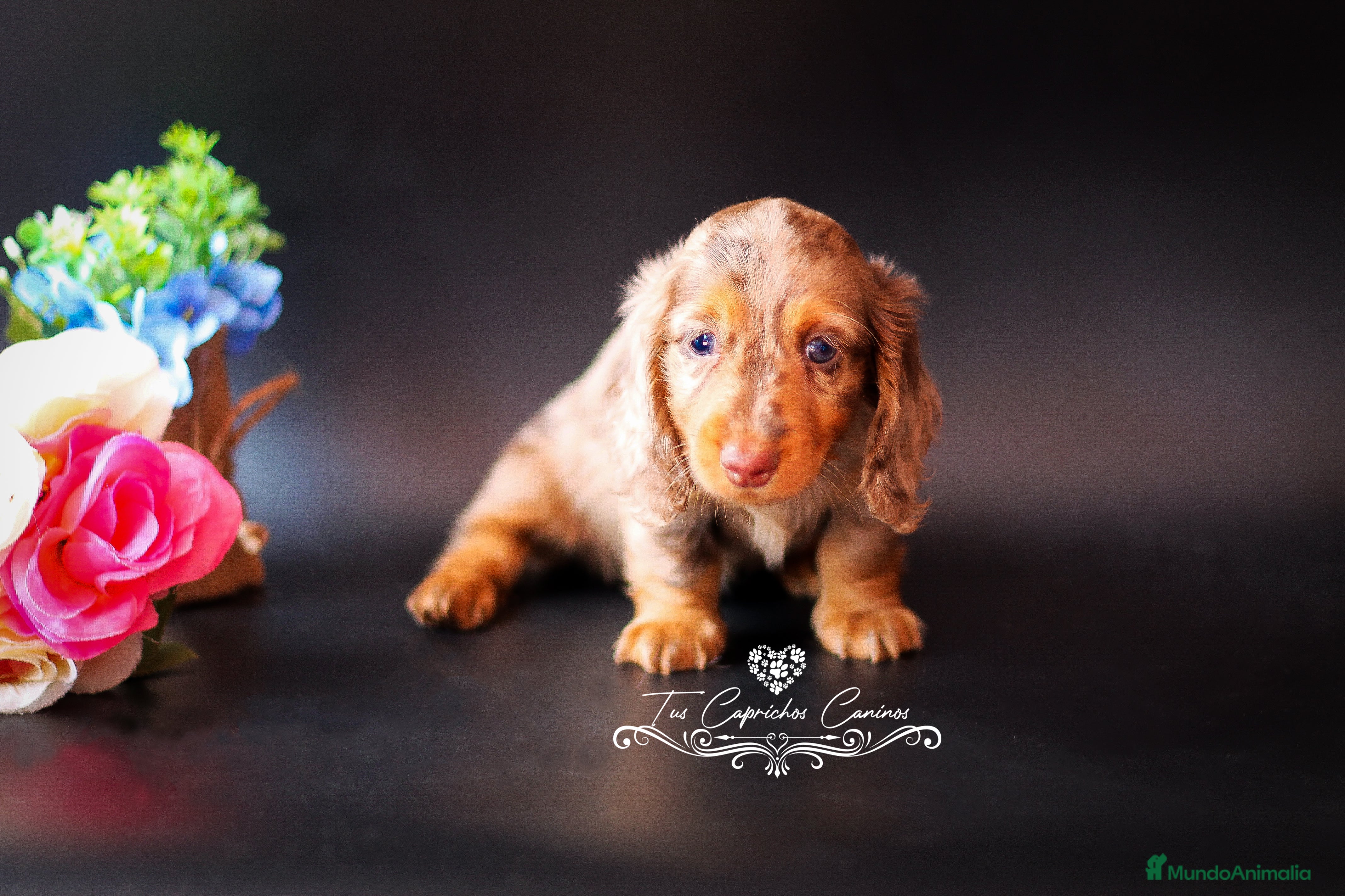 Teckel perros TECKEL PELO LARGO ARLEQUÍN CHOCOLATE  en Cantabria - Anuncio 1