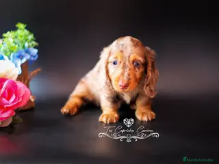 Teckel perros TECKEL PELO LARGO ARLEQUÍN CHOCOLATE en Cantabria - Anuncio 12