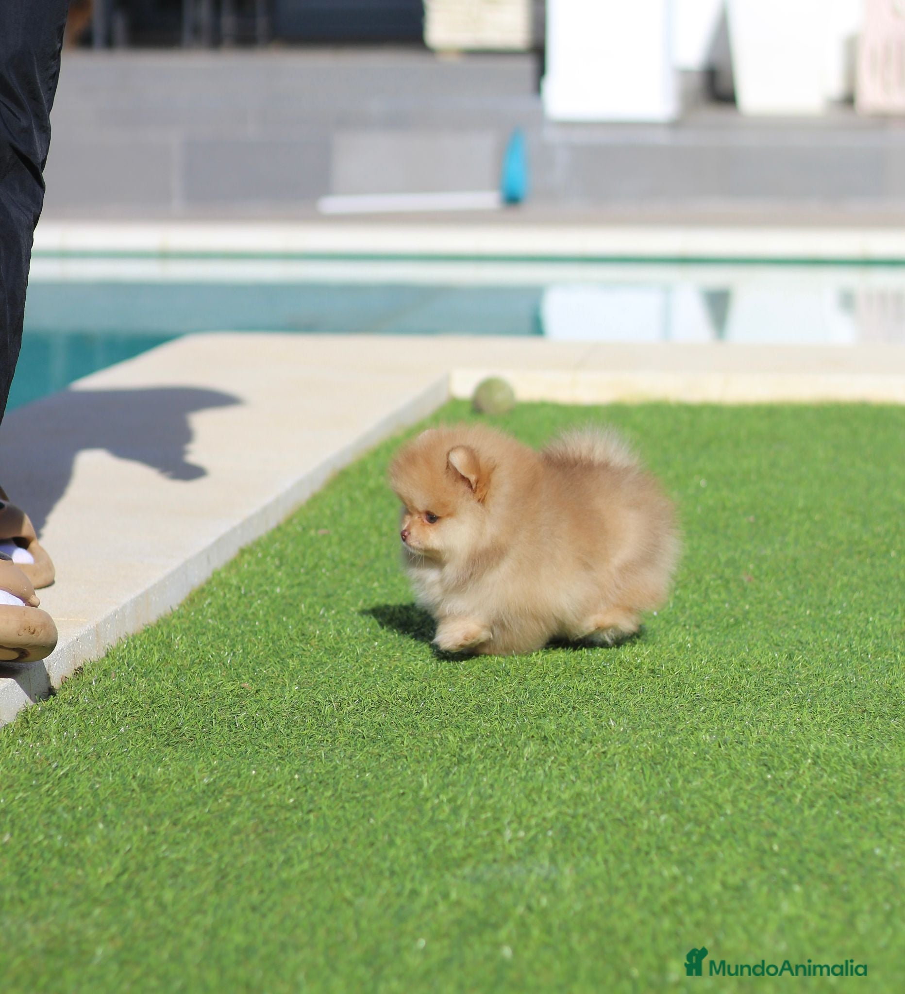 Pomerania perros Lulú de pomerania toy - Anuncio 2