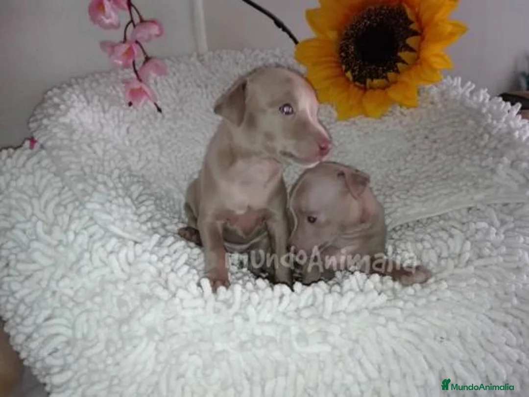 Imagen de galería {{count}}