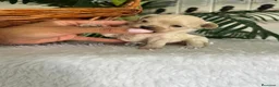 Maltipoo perros en venta: MALTIPOO COREANO  - Anuncio 10