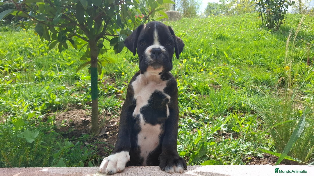 Boxer perros en venta: BOXER ATIGRADO  - Imagen 3