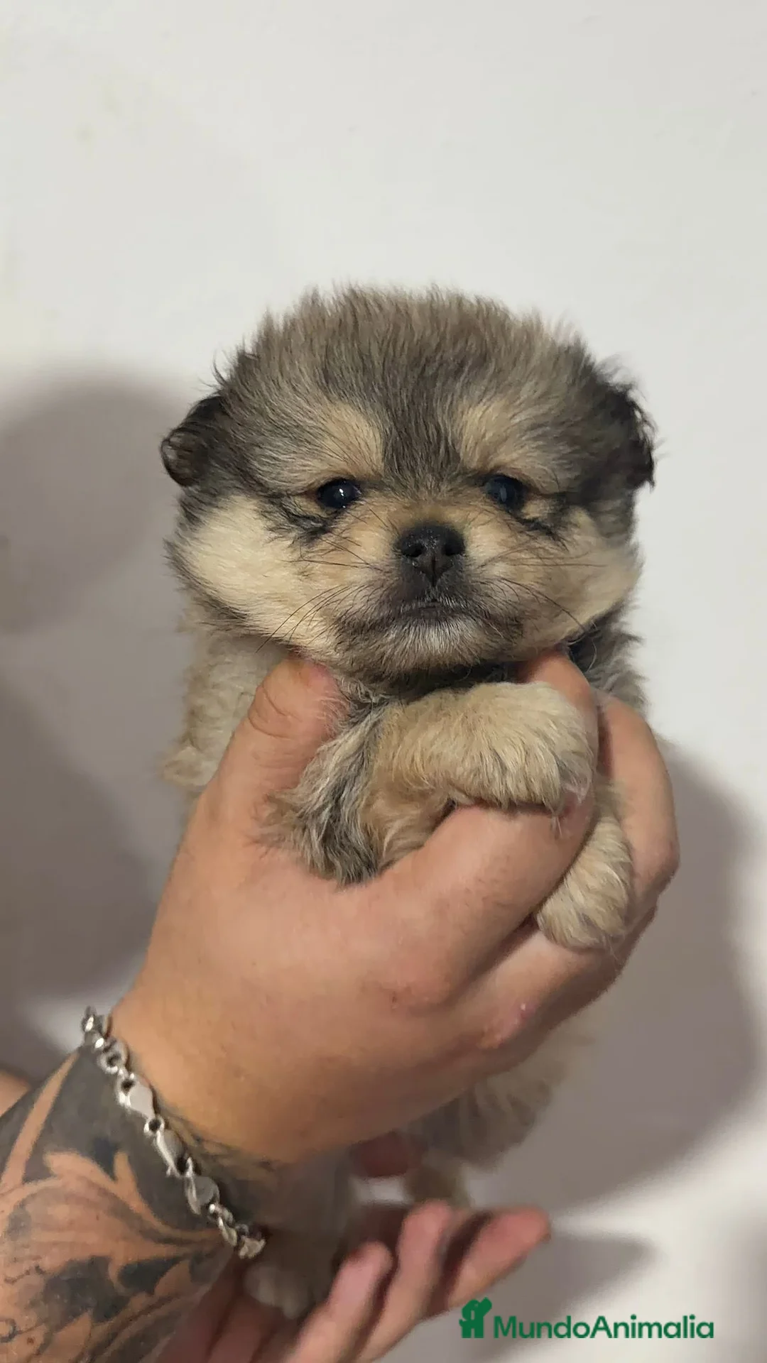 Pomerania perros en venta: Pomerania  - Anuncio 2