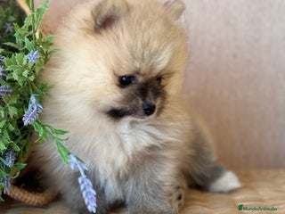 Pomerania perros - Anuncio 33