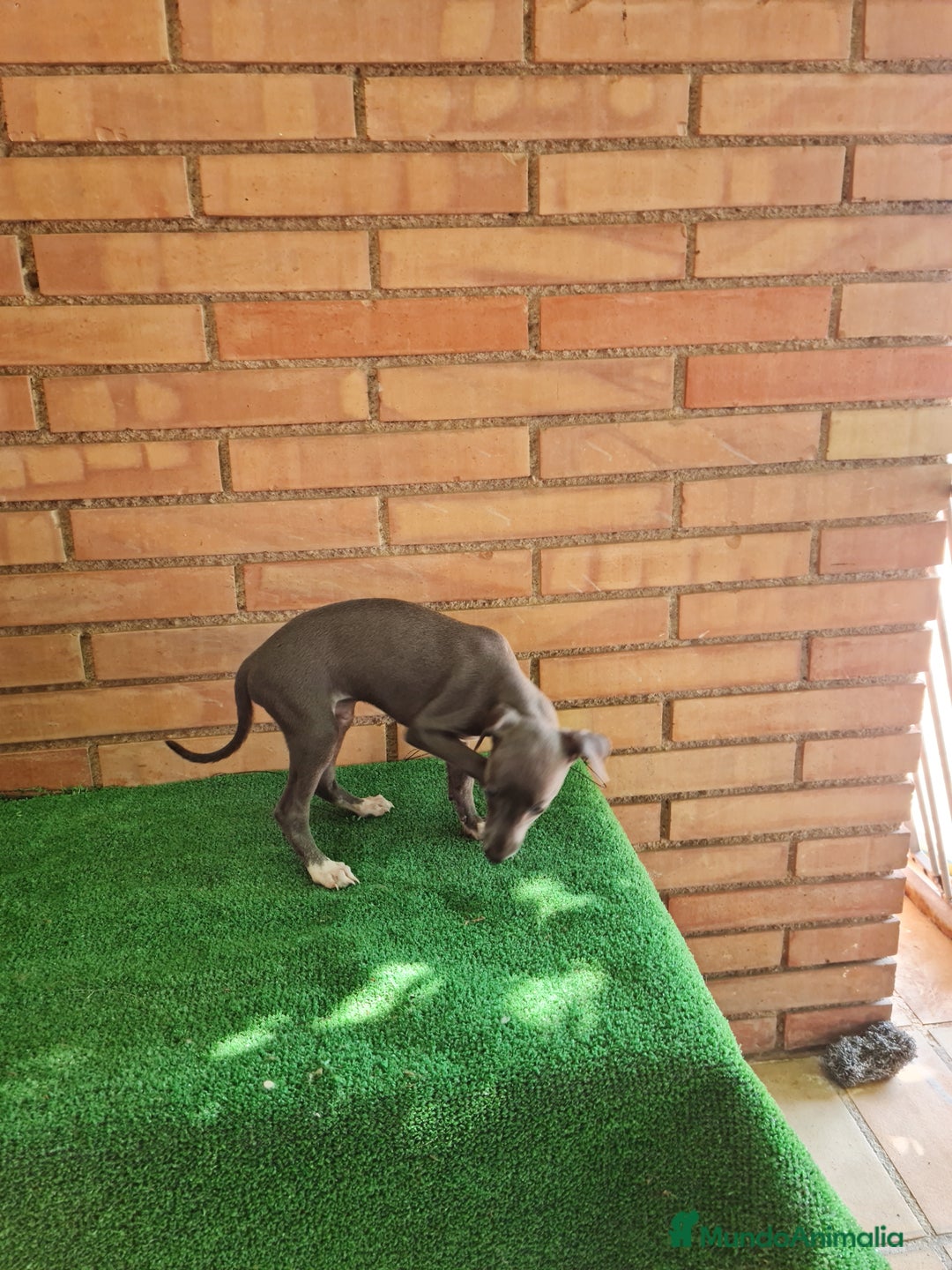 Raza Mixta perros en venta: Picolo italiano - Imagen 8