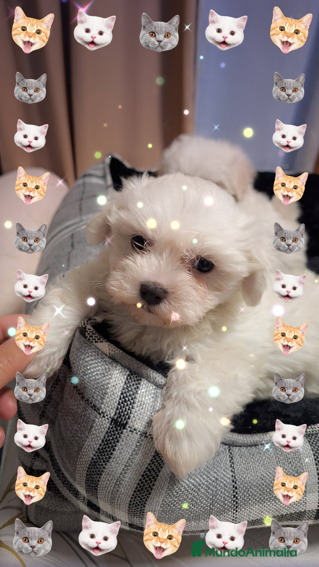 Bichón Maltés perros en venta: Bichón maltés  - Anuncio 4