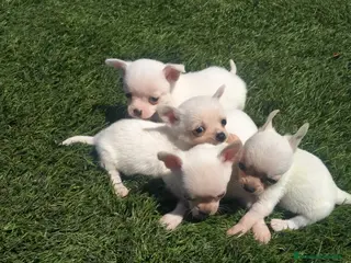 Chihuahua perros Chihuahua miniatura en Badajoz - Anuncio 24