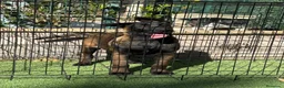 Pastor Belga Malinois perros en venta: Cachorra pastor belga Malinois  - Anuncio 11