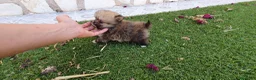 Pomerania perros en venta: Pomerania Toy Top  - Anuncio 29