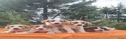 Mastín Español perros en venta: Mastín español  - Anuncio 5