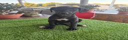 Galgo Español perros en venta: GALGOS ESPAÑOLES - Anuncio 3