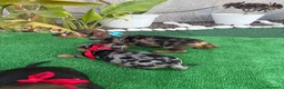 Teckel perros en venta: Teckel - Anuncio 3