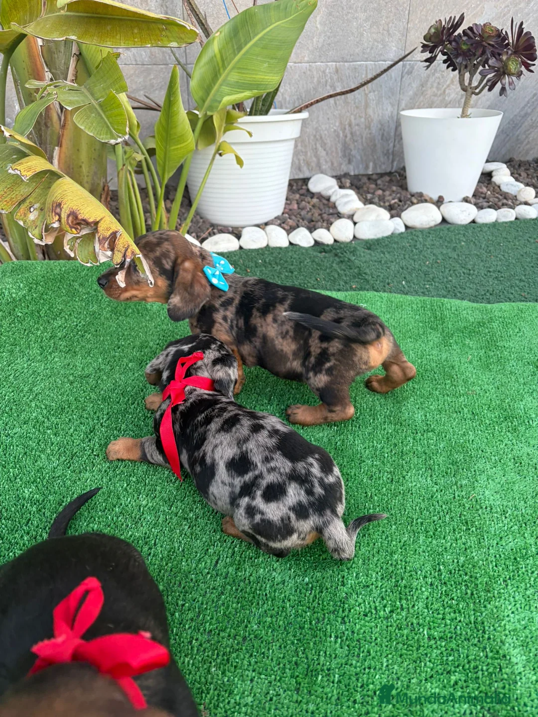 Teckel perros en venta: Teckel - Anuncio 3