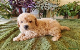 Caniche Toy perros en venta: CANICHE CALIDAD Y SELECCIÓN  - Imagen 6
