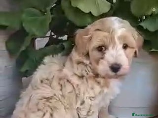 Maltipoo perros en Barcelona - Anuncio 17