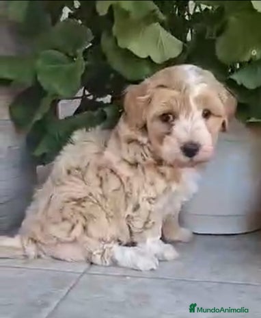 Maltipoo perros en Barcelona - Anuncio 9