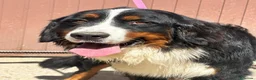 Boyero de Berna perros en venta: boyero de berna - Anuncio 8