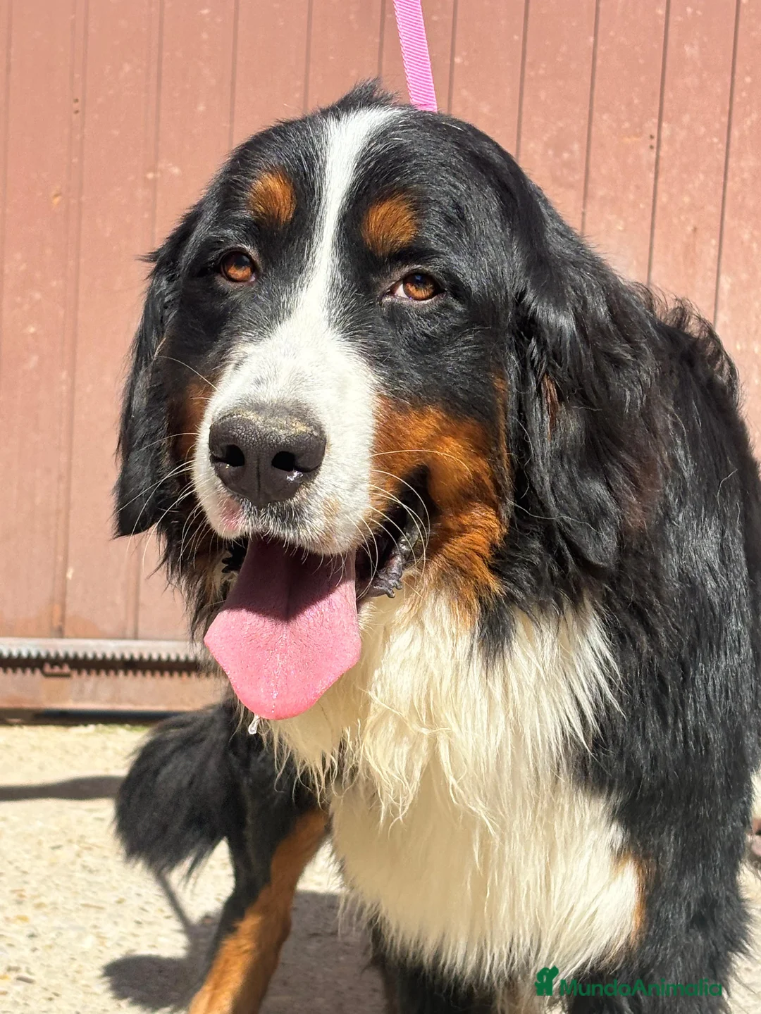 Boyero de Berna perros en venta: boyero de berna - Anuncio 8