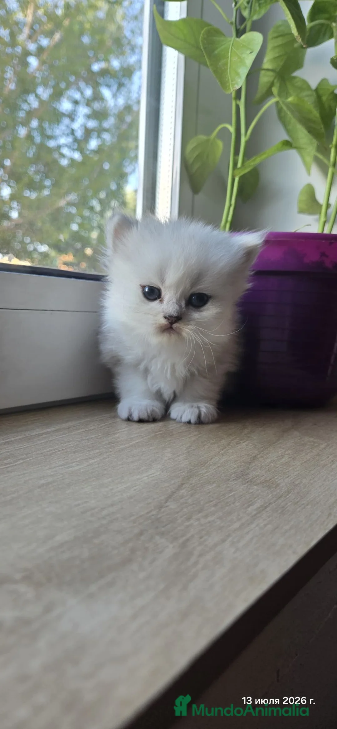 Persa gatos en venta: Gatos persas chinchilla silver  - Anuncio 2