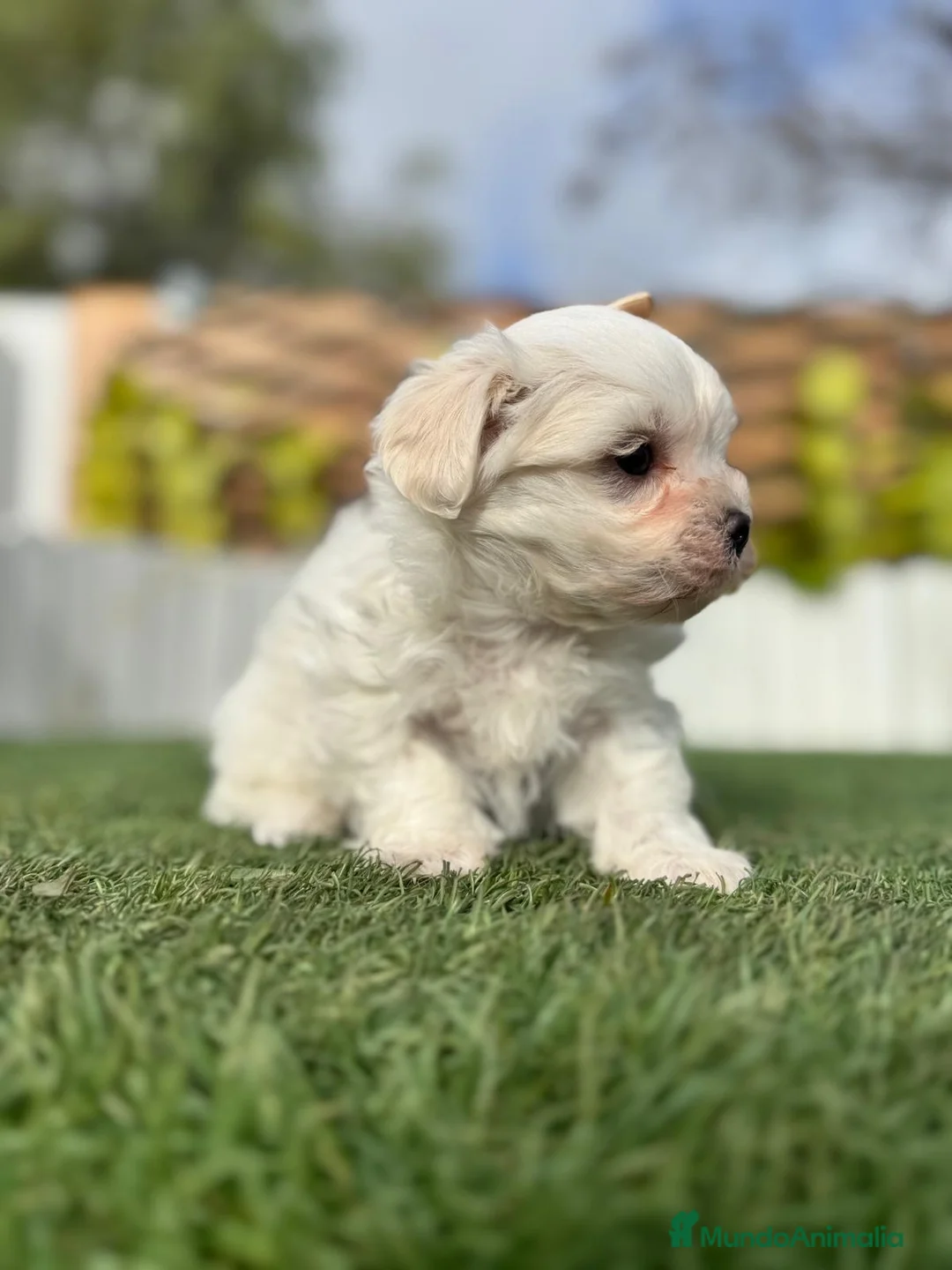 Bichón Maltés perros en venta: BICHÓN MALTÉS MACHO - Anuncio 4