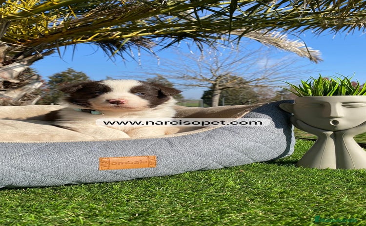 Border Collie perros - Anuncio 1