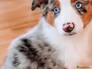 Border Collie perros Border collie merle en Toledo - Anuncio 8