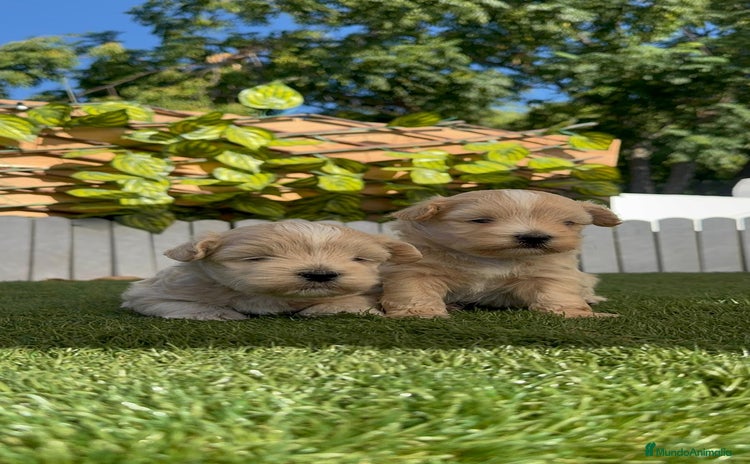Maltipoo perros - Anuncio 1