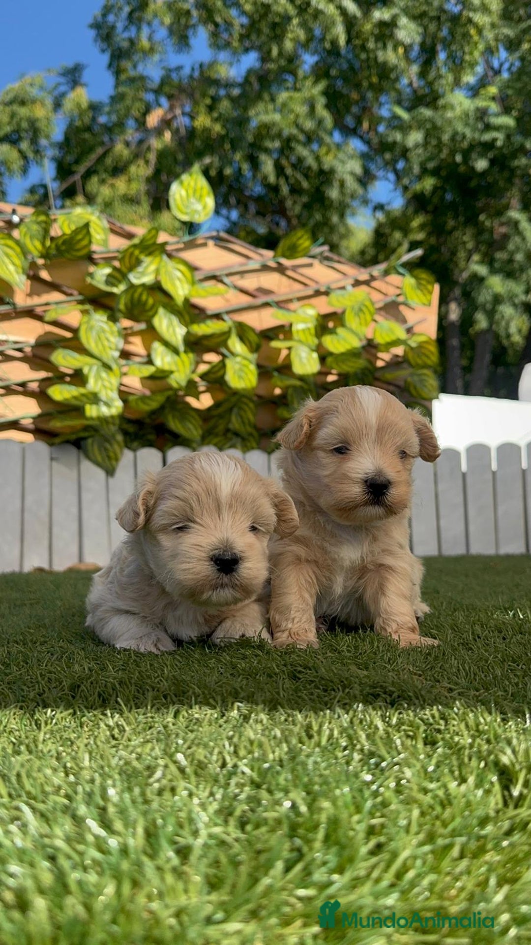 Maltipoo perros en venta: MALTIPOO MACHOS - Imagen 1