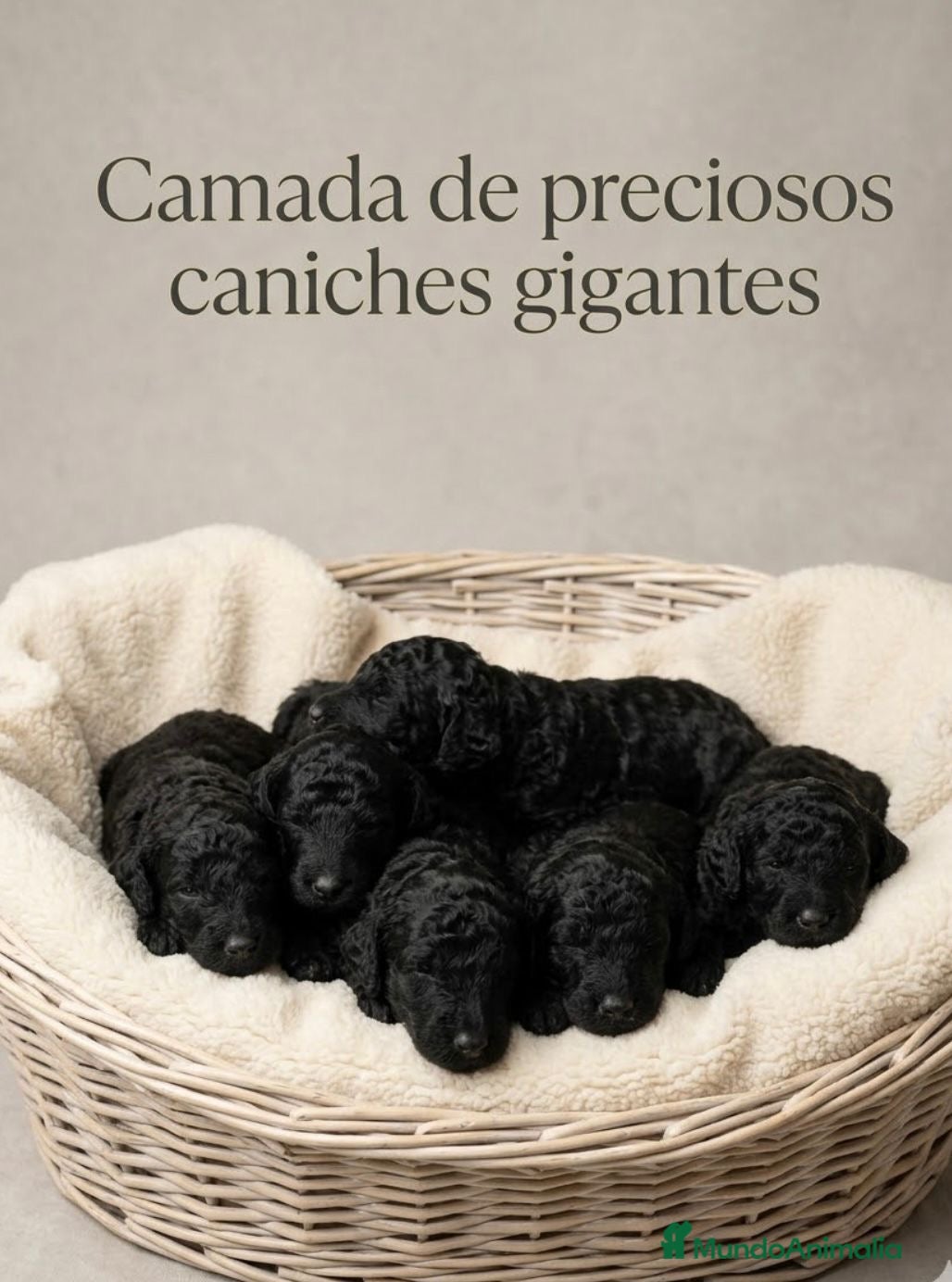 Caniche Gigante perros Caniches gigantes  - Anuncio 1