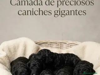 Caniche Gigante perros Caniches gigantes - Anuncio 1