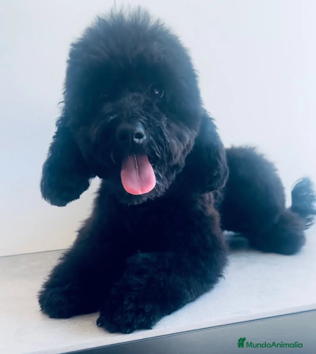 Caniche Toy perros en venta: Espectacular macho color sable - Anuncio 2