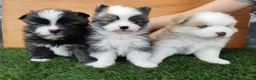 Pomsky perros en venta: Pomsky  - Anuncio 5