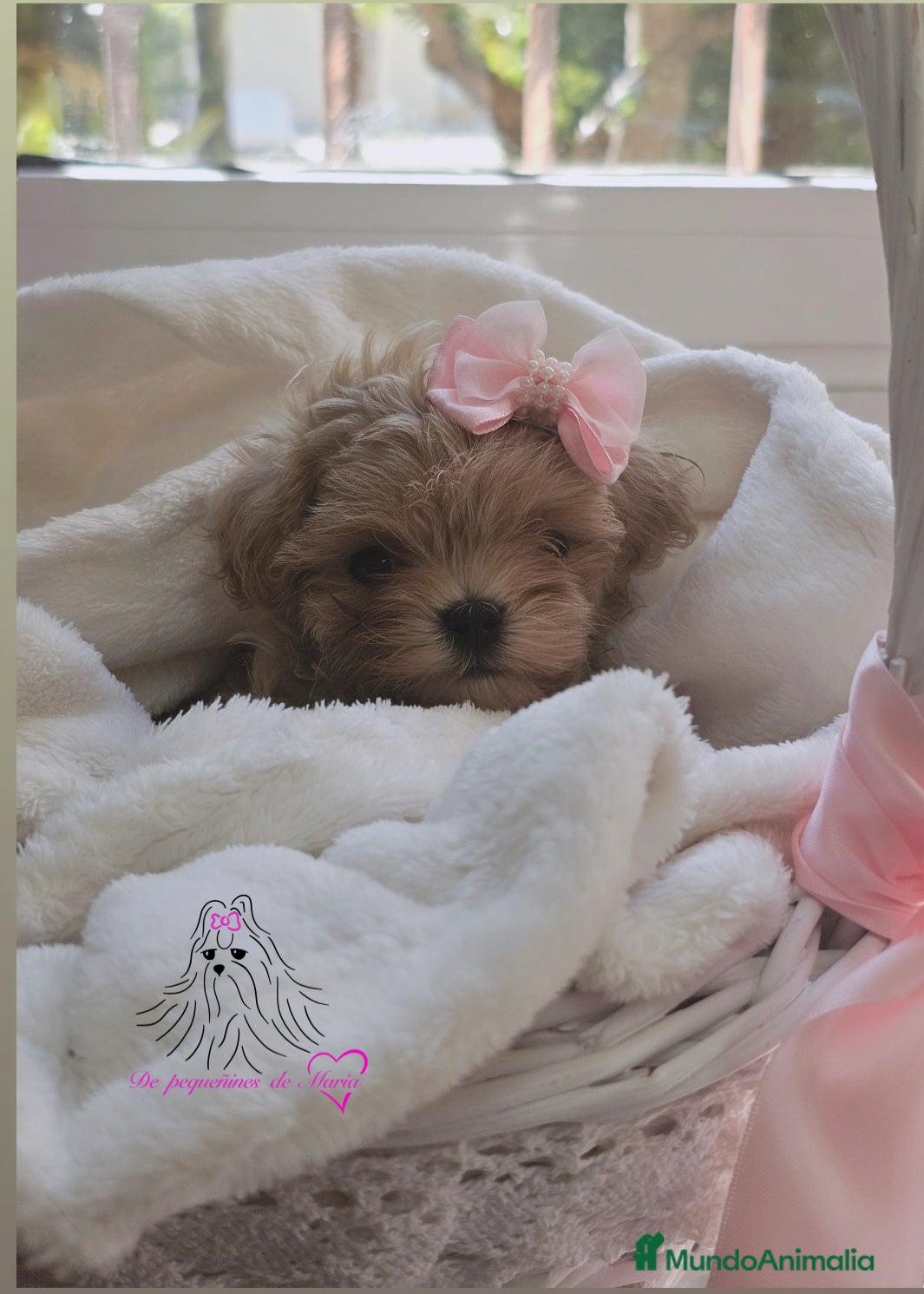 Maltipoo perros Maltipoo asiático miniatura  - Anuncio 1