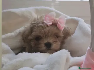Maltipoo perros Maltipoo asiático miniatura - Anuncio 1