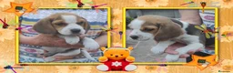 Beagle perros en venta: Beagle, precio real en Madrid - Anuncio 1